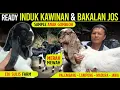 Download Lagu Mulai 2 JUTAAN ! KEPALA MERAH JANTAN \u0026 INDUK JUMBO KAWINAN ! Kambing PE Kaligesing Edi Sulis farm.