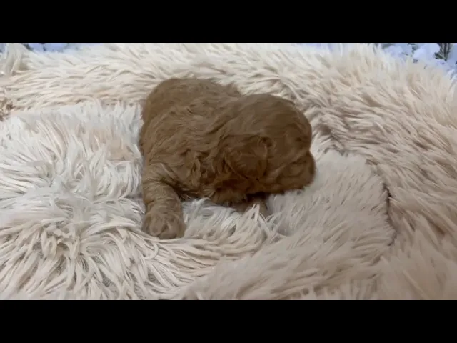 動画