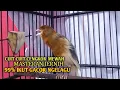 Download Lagu kenari gacor panjang Cuit Cuit EMOSI, Pancingan Kenari Paud Belajar Bunyi, terapi AMPUH Kenari MACET