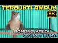 Download Lagu SUARA PIKAT KAPAS TEMBAK GACOR! PANCINGAN TERAMPUH KAPAS TEMBAK