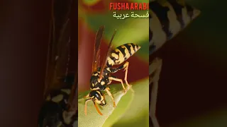 الدبور ماشي بحال النحلة يلسع ويبقى حي 