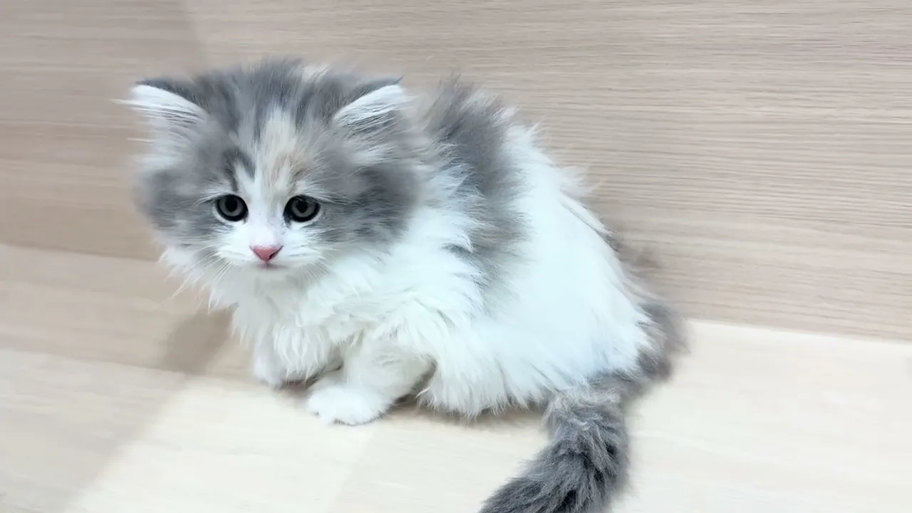 動画