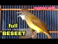 Download Lagu Cucak jenggot gacor full mbeset - MASTERAN WAJIB