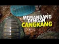 Download Lagu Keras Gigiku, Seribu Mataku, Kiton Namaku #AlamSemenit