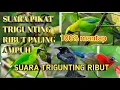 Download Lagu suara pikat burung ribut 100% ampuh