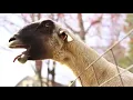 MEJO 121 Music Video - N.E.R.D & Rihanna - Lemon [Drake Remix]
