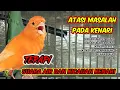 Download Lagu TERAPI PALING AMPUH UNTUK BURUNG KENARI DENGAN SUARA AIR  - Mengatasi masalah kenari