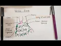 Wrist Joint Upper Limb Dr Ali Doctor Z