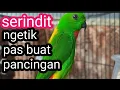 Download Lagu serindit ngetik pas buat pancingan gacor