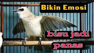 cukup sekali pancing trucuk apapun bakal nyaut emosi dengan suara pancingan trucuk ini