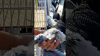 وليدات ببغاء اللوري بسوق القريعة للطيور بالدار البيضاء 