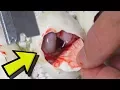 CUTTING SNAKE EGGS TO FIND BABY SNAKES INSIDE BRIAN BARCZYK
