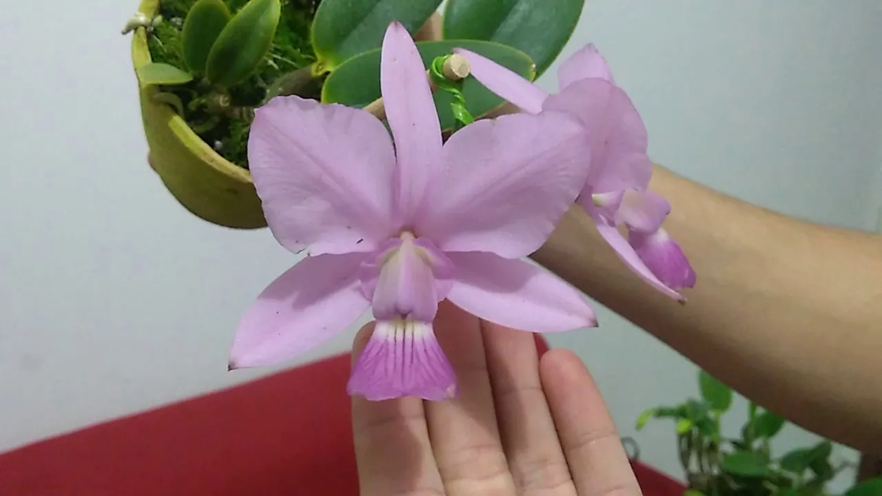 ORQUÍDEA CATTLEYA WALKERIANA VARIAÇÕES DE CORES E FORMAS