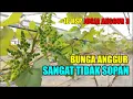 Download Lagu BUNGA ANGGUR SANGAT TIDAK SOPAN