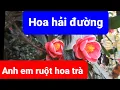 Lagu Cây hoa hải đường