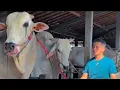Lagu Crazy❗ Mas Hermawan Brings the Newest Giant Cow to the Setia Farm Pen