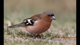 Chaffinch Call 