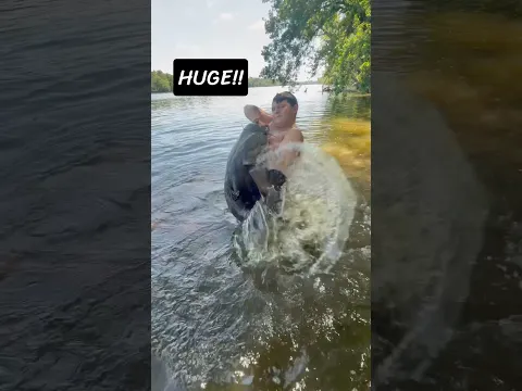 Giant Catfish Found Hiding Under Grass!!! #noodling #catfish #fishinglife