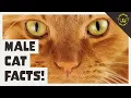 5 Facts About the Male Cat