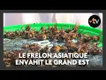 Download Lagu Le frelon asiatique envahit le Grand Est