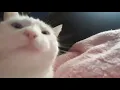 catJAM DANCING FOR 10 HOURS