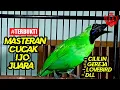 Download Lagu TERBAIK!!! MASTERAN CUCAK IJO GACOR PILIHAN JURI JUARA NO. 1 FULL ISIAN JERNIH #cucakijo #juara