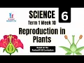Science 6 Term 1 Week 10 Reproduction in Plants Sexual and Asexual Reproduction