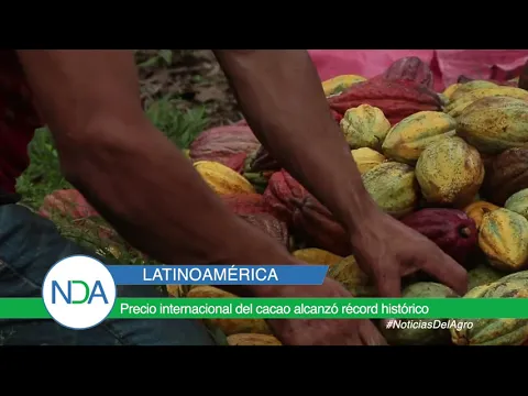 Download MP3 Precio internacional del cacao alcanzó récord histórico