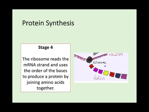 Download MP3 N5 Biology - 1.3 DNA and the Production of Proteins