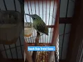 Download Lagu Sepah Raja Trotol NGALAS.. #burung #burungkicau #kolibri