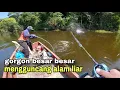 Download Lagu NGERII!! Beginilah sedisnya sambaran ikan toman kelaparan