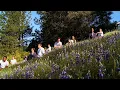 Download Lagu Count Your Blessings | Steps to Christ | Fountainview Academy