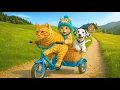 Download Lagu プールに落ちちゃった子猫ちゃん😿 ママ猫が助けて、体を乾かし、愛情ごはんを作って寝かしつけるまでの一部始終❤️