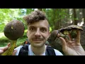 Download Lagu Ruszyły BOROWIKI i KURKI!