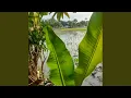 Download Lagu Kicau Burung Pagi Cerah