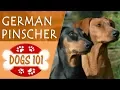 Dogs 101 - GERMAN PINSCHER