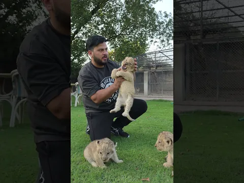 Newly Born Lion Cubs in Aggressive Mood | Nouman Hassan