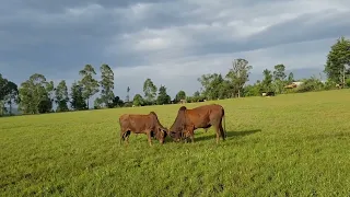 ምህረት ጥላሁን አድስ ሽለላ ቀን አይጣል Mihret Tilahun New Shilela Ken Aytal የኢትዮጵያ ባህላዊ ሙዚቃ 2025 New 