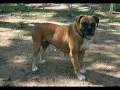 For the Love of a Boxer Rescue Sanctuary A few of the dogs we ve saved