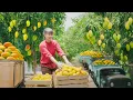 Download Lagu TIMELAPSE -- Harvesting 1000+ Giant Mango, Use 3-Wheeled Truck Transport Go to Market Sell