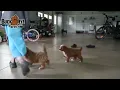 Friendly Cavapoo Puppies