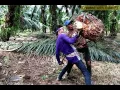 Download Lagu Sasak terbaru 2017 PENGANTEN BURUNG
