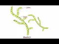 Introduction to Fungi for the USMLE Step 1