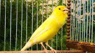 Download The most Unique and Beautiful  Canary Singing MP3