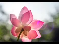 Download Lagu Group Guided Meditation with Ayya Jitindriya ~ Monday 23rd January @ 8am AEDT