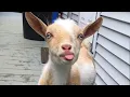 Download Lagu This is why GOATS are the FUNNIEST ANIMALS