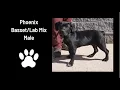 Phoenix - Mix