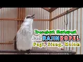 Download Lagu Trucukan manapun langsung rajin ropel pagi siang malam dengan pancingan suara Trucukan ropel ini