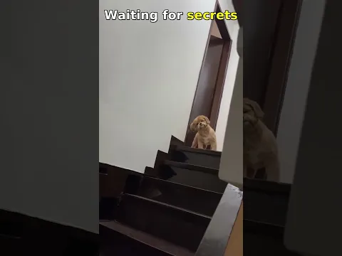 The Hidden Loyalty Story No One Noticed in Pasay Dog's Wait