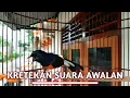 Download Lagu Kretekan dan Suara Awalan MURAI BATU Medan untuk memancing emosi
